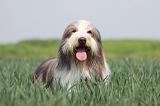 BEARDED COLLIE 114